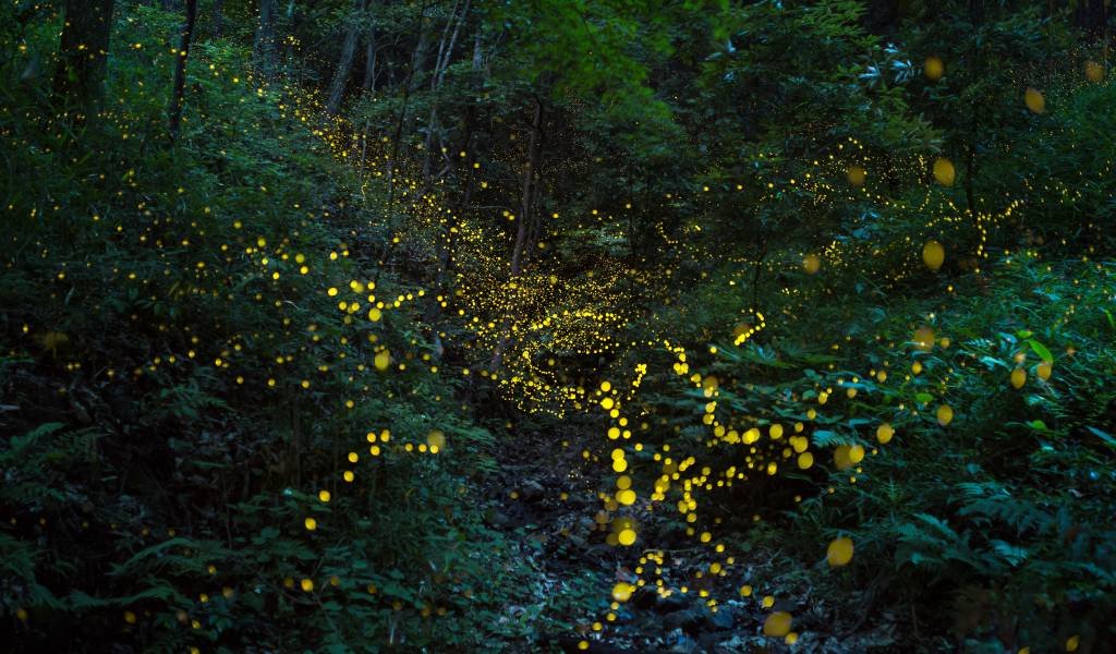 🦋 미사토 호타루칸 (美郷ほたる館) 이미지 10